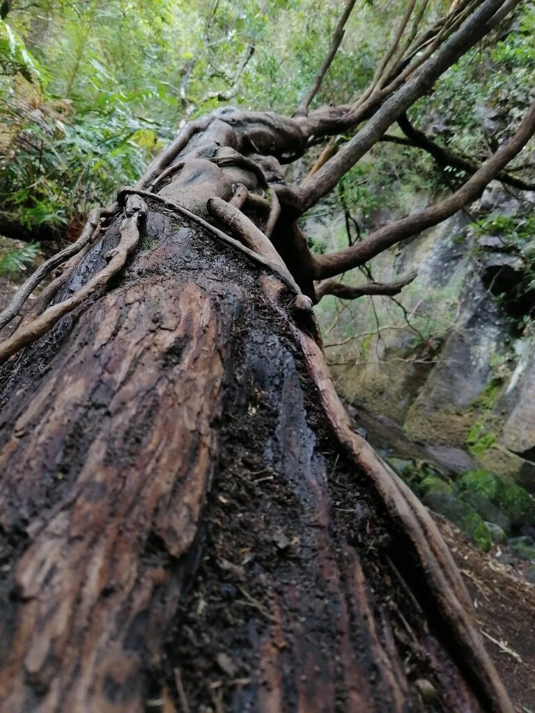 three, nature, arbol